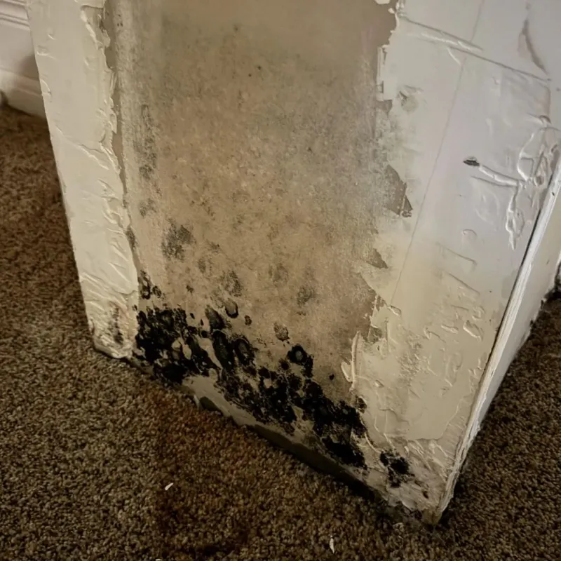 Professional Mold Removal in Waskom, TX